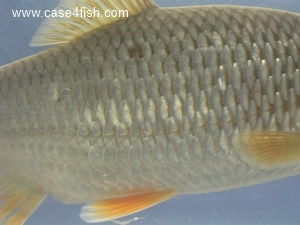 Foto Galerie/Cypriniformes/Cyprinidae/Rutilus rutilus/Rutilus rutilus_06_S.jpg